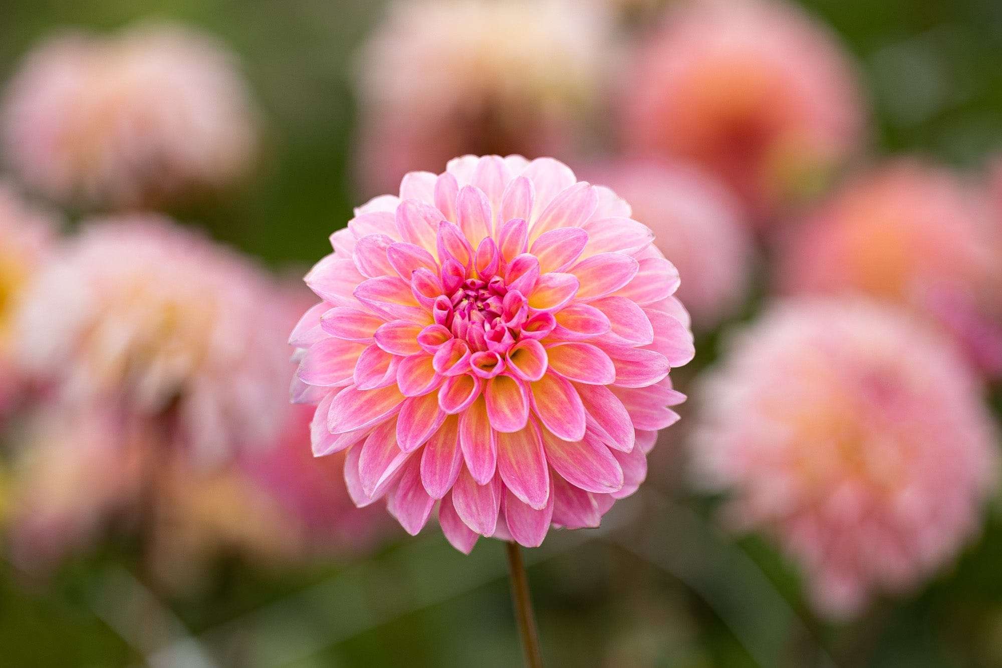 Dahlia 'Esli'